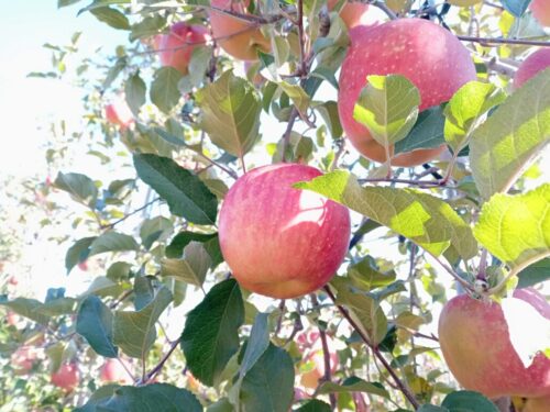 エコミットあかしな　安曇野市　就労継続支援　B型　事業所　帯刀農園様　甘い香りのするリンゴの画像