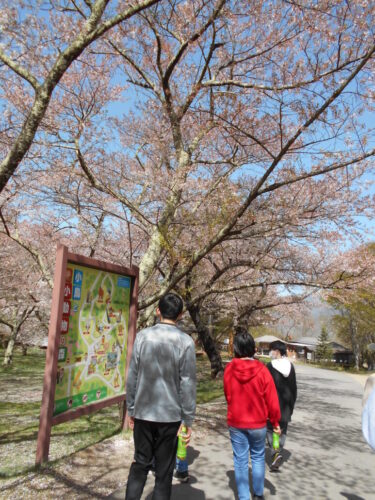 長野県　松本市　就労移行支援事業所　ブライトまつもと　楽しそうに談笑しつつ桜を見ながらウォーキングをされていました。