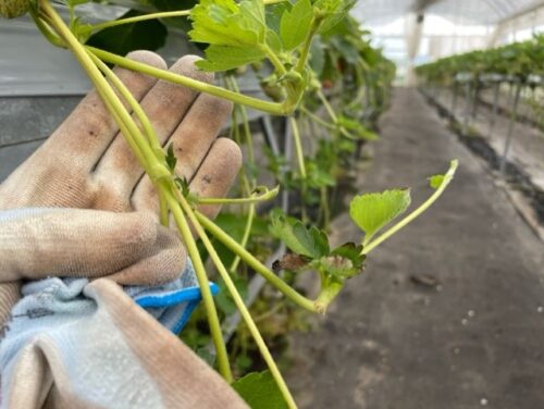 エコミットとよしな　安曇野市　豊科　就労継続支援　B型　事業所　いちご②