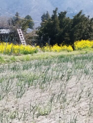 エコミットとよしな　安曇野市　豊科　就労継続支援　B型　事業所　畑の脇にもきれいな菜の花が咲いて