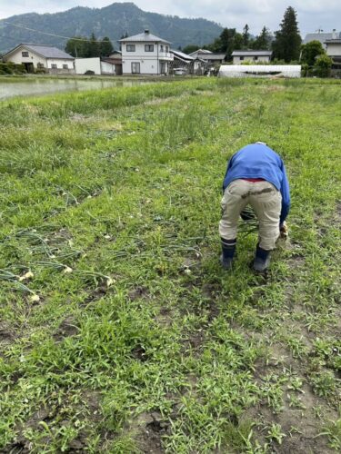 エコミットとよしな　安曇野市　豊科　就労継続支援　B型　抜いて抜いてとにかく玉ネギを抜きまくります。