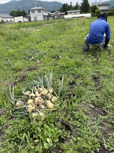 エコミットとよしな　安曇野市　豊科　就労継続支援　B型　草むらに埋もれている玉ネギも見落とすことなくひたすら抜いていきます。