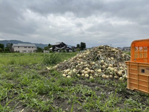 エコミットとよしな　安曇野市　豊科　就労継続支援　B型　冬を越し、つややかな玉ネギの山☆圧巻ですね